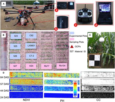Clustering Field-Based Maize Phenotyping of Plant-Height Growth and Canopy Spectral Dynamics Using a UAV Remote-Sensing Approach